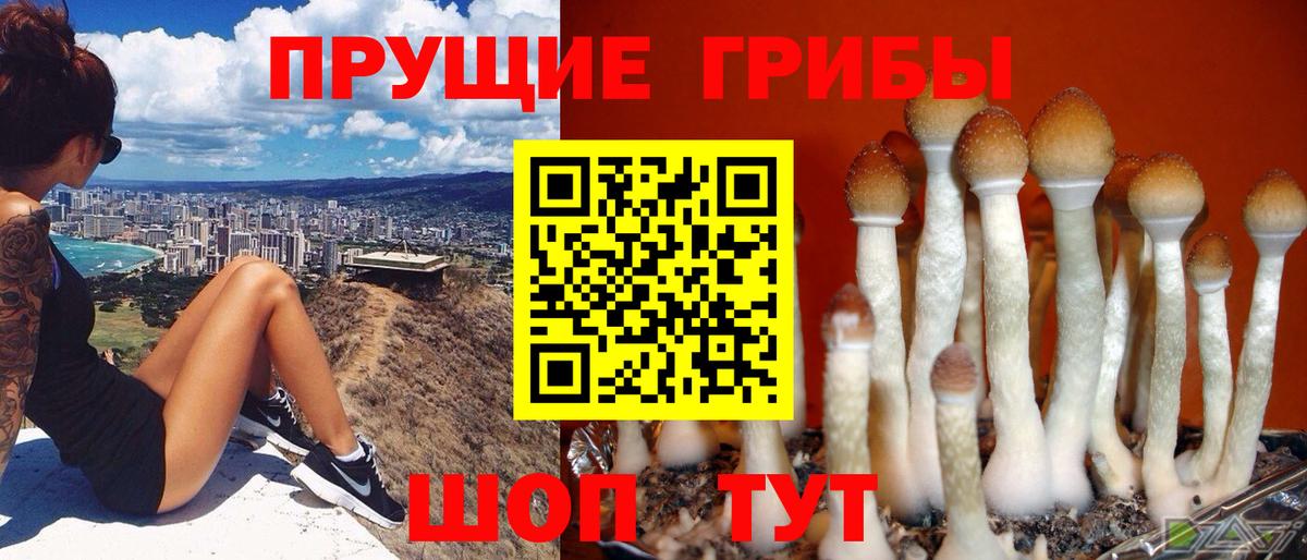 Туймазы  Галлюциногенные грибы Psilocybine cubensis  Вход с VPN 